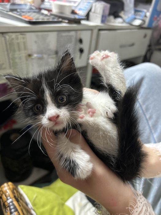 Маленький котенок