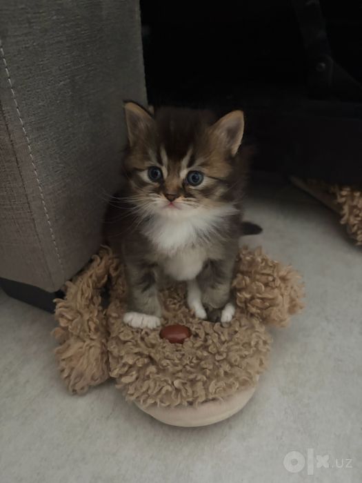 Ласковые котята ищут новый дом