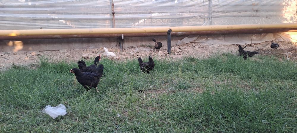 Qora tovuqlar sotiladi so‘yib tozalab berishgayam bor 1,5 -2  kg go‘sh