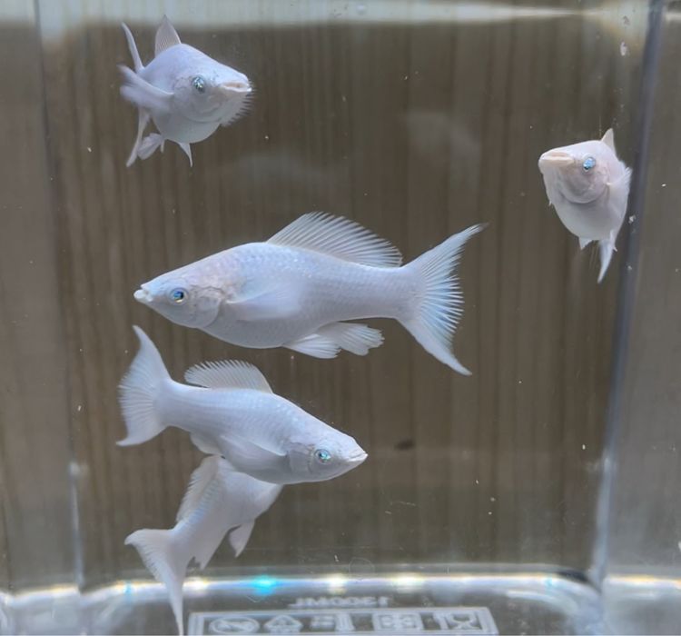 Платина Велифера