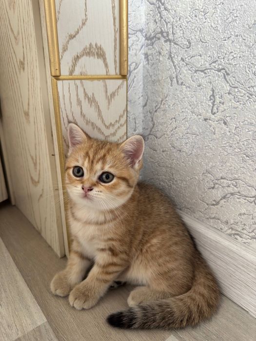 Продается Котята