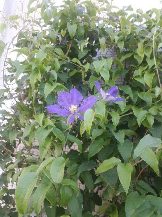 Климатес многолетник,