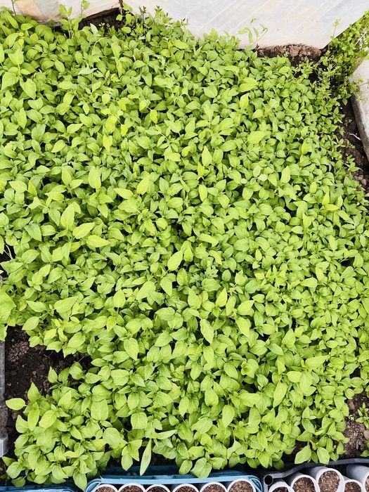 Рассада всех сортов