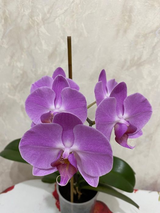 Продам Орхидею цена 4500