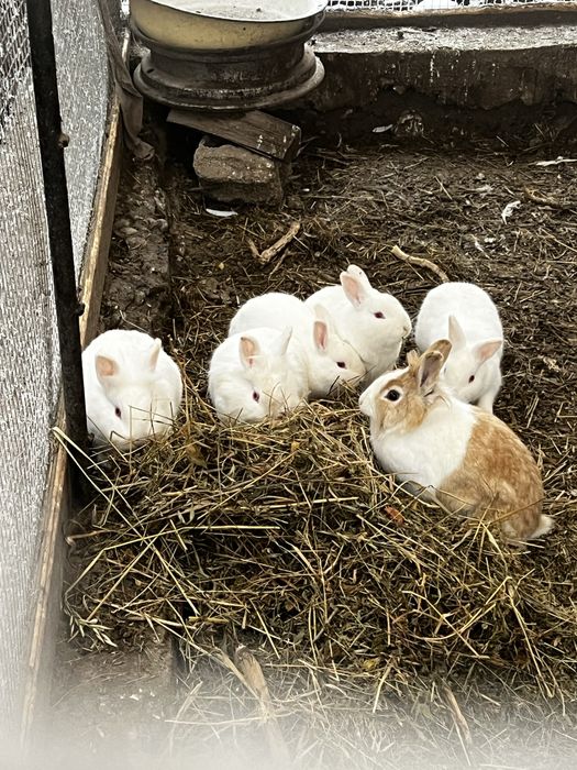 Vand superbitati de companie