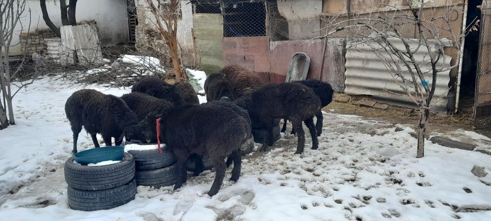 Куй ,кучкорлар , бугозкуй сотилади соглом