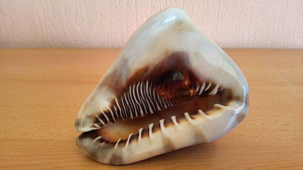 Автентични рапани от Атлантическия океан