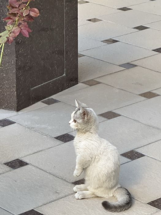 Кошка парода Манчкин 3,5месяца
