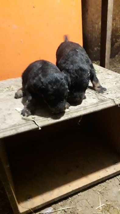 Продам щенков ягтерьер