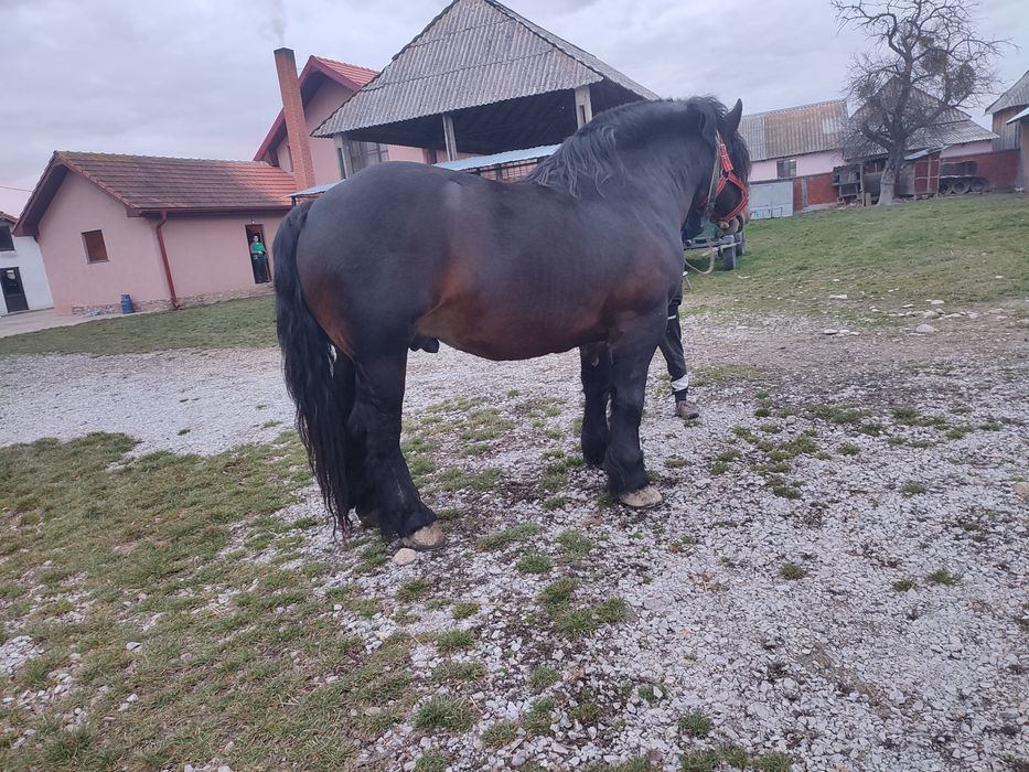 harmăsar de vânzaree