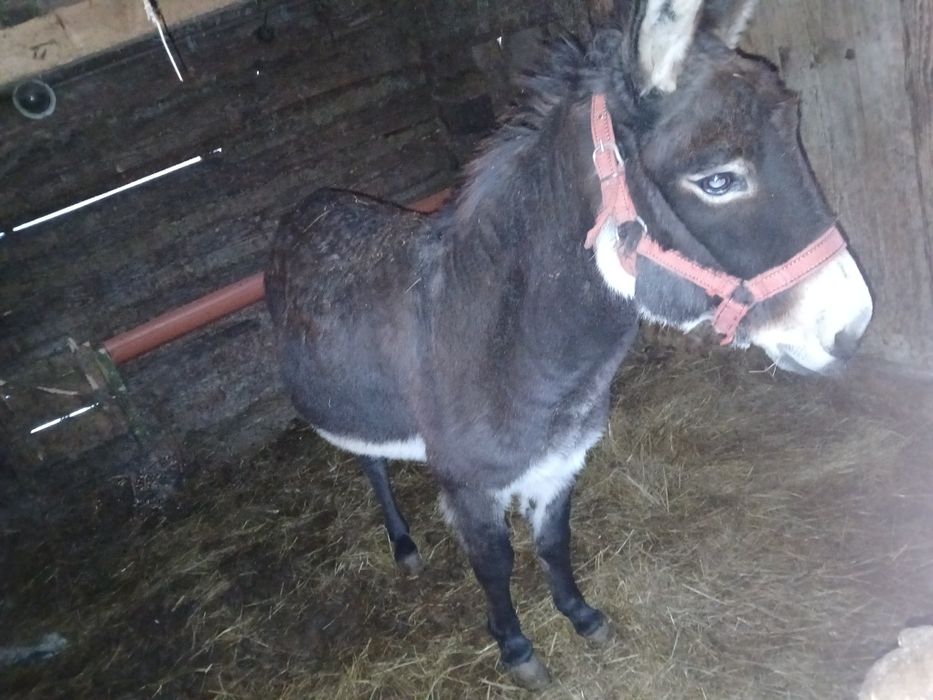 Vând magarite toate