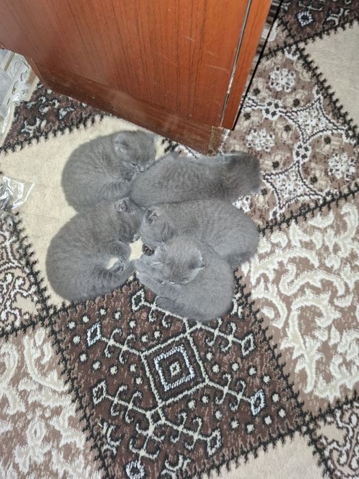Британские котята