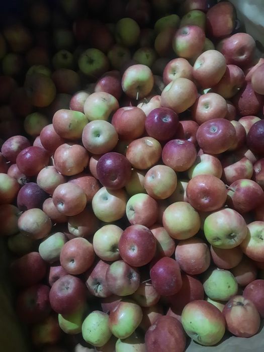 Яблоки Американка, Айдарлет, Апорт оптом