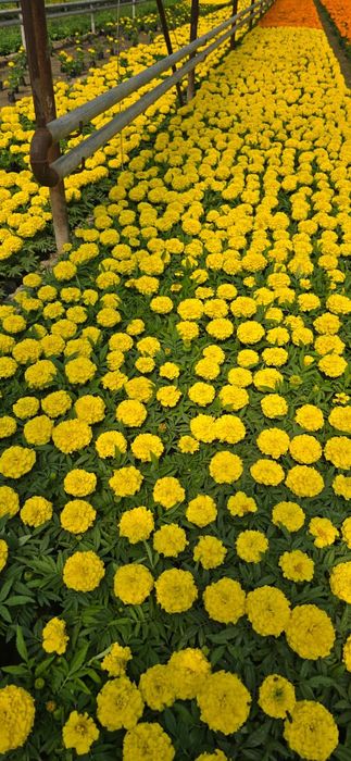 Гүлдер Цветы ОПТОМ!