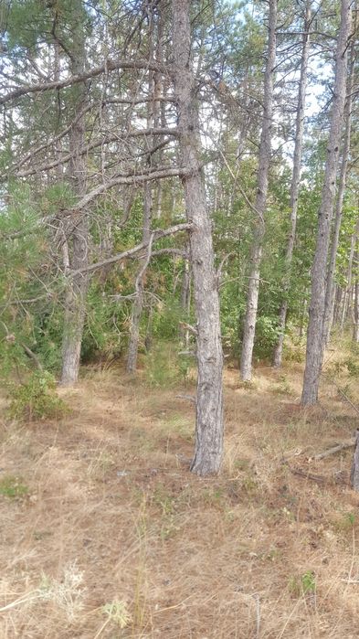 Продава се Земеделски имот в с. Оряхово, Област Хасково -  кв.м за 2000 €/дка - Снимка #1