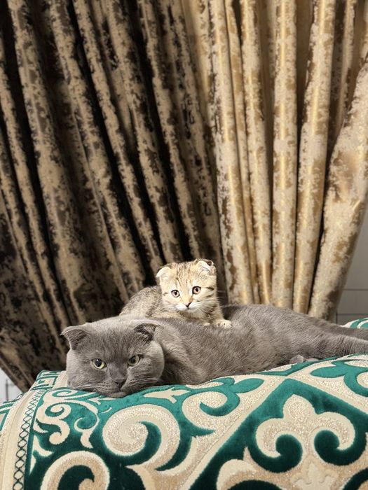 Ищем невесту для вязки