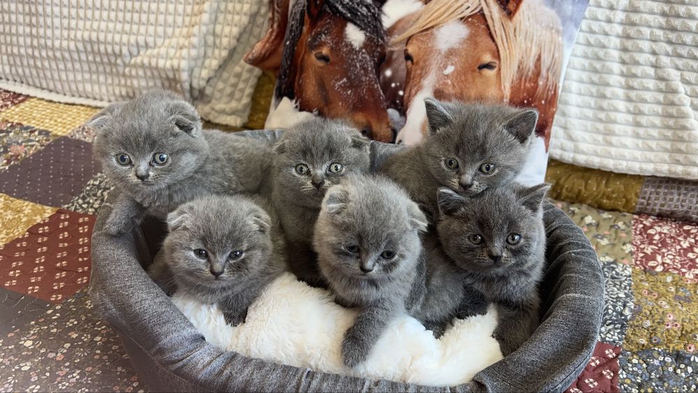 Котета Шотландски Фолд и Котета Британка  Късокосместа