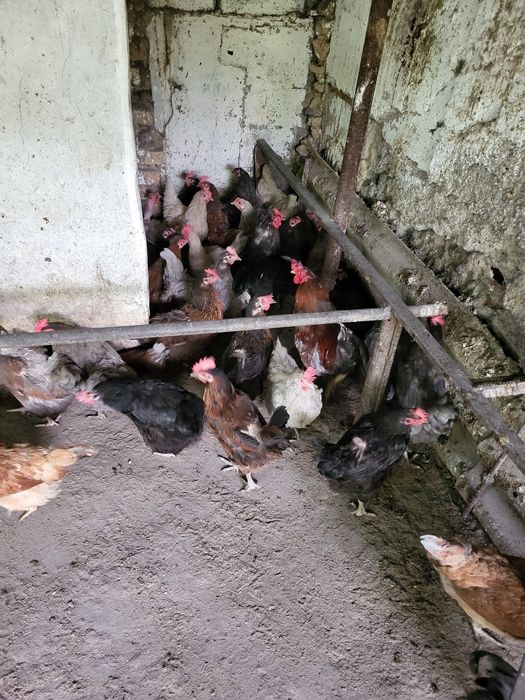 Продам 40 кур — несут 20 яиц в день!