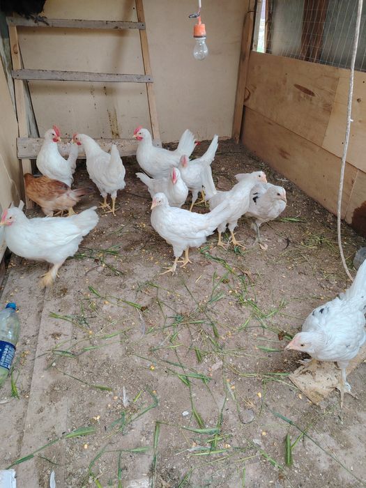 Куры и петухи обмен