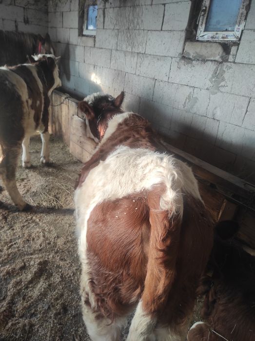 Vând 2 junici de 1an