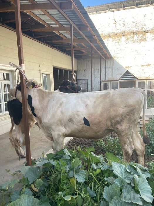 Yemlashga tayyor buqala sotiladi 3 ta