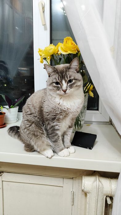 Отдам кота в добрые руки