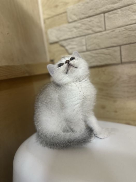 Шиншиллы котята