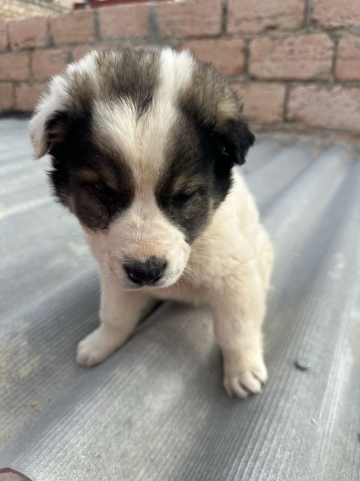 Добрые руки щенков