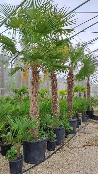 Amenajari spații verzi