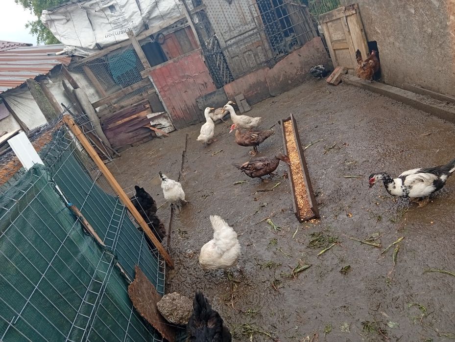 Vând găini romanesti tinere 1 an oua