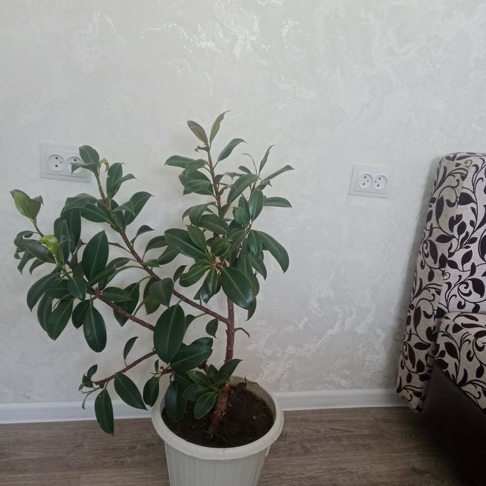 Продам цветы домашние