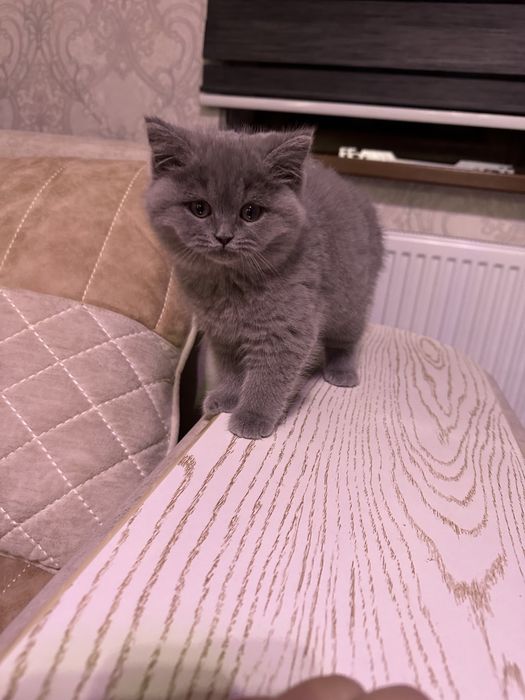 Продаются котята