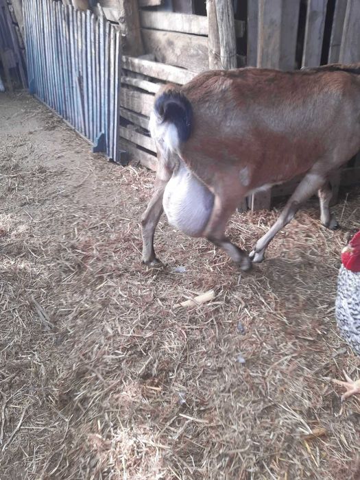 Tapi Anglo-Nubieni de vanzare