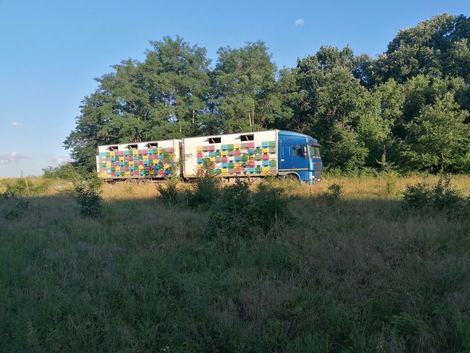 Miere en gross (păducel rapita. Amorfa)