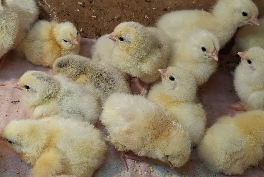 Цыплята. Птица для домашнего подворья