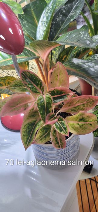 Monstera, begonia, scindapsus , philodendron, thai,aglaonema
