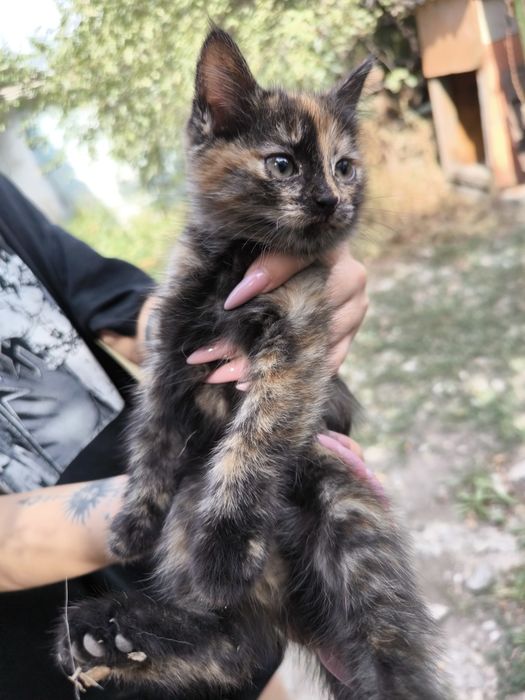 Отдам котят в хорошие руки