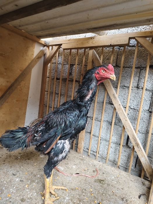 Iwoncli yaxwi narsala