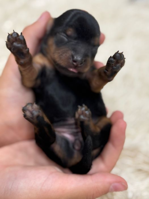 Йоркширский терьер бронь