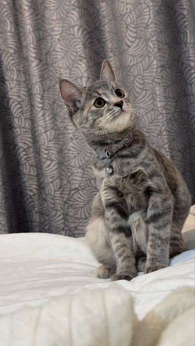 котенок 3 месяца