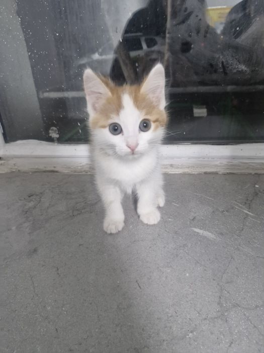 Милый котенок ищет дом