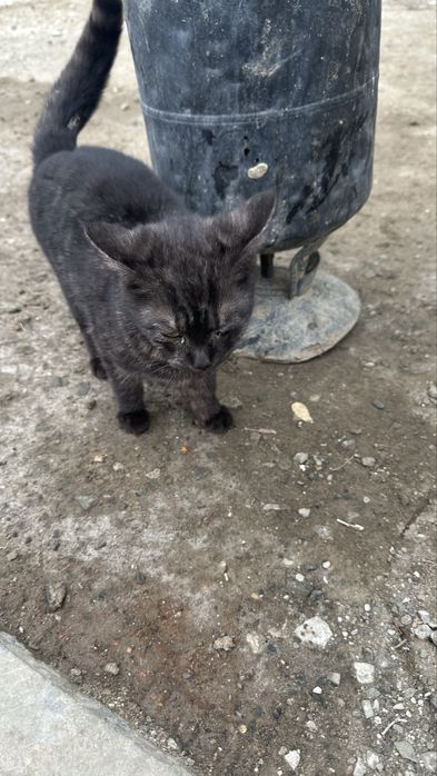 Особенный котенок ищет дом