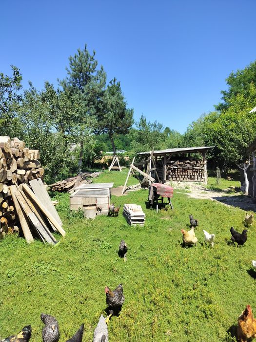 Găini, puicuțe, cocoșei