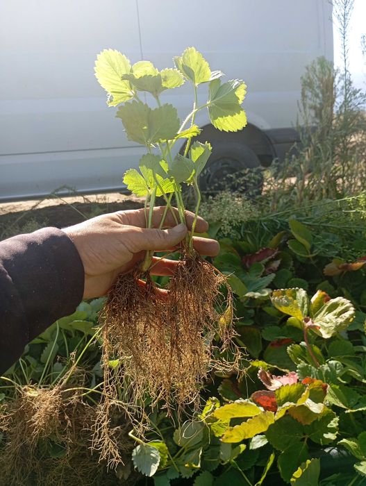 Продавам разсад ягоди сорт Алба