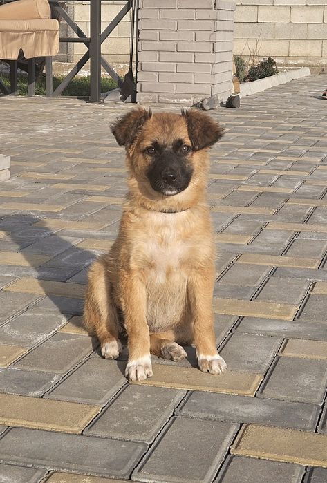 Ищем дом щенкам звонкам