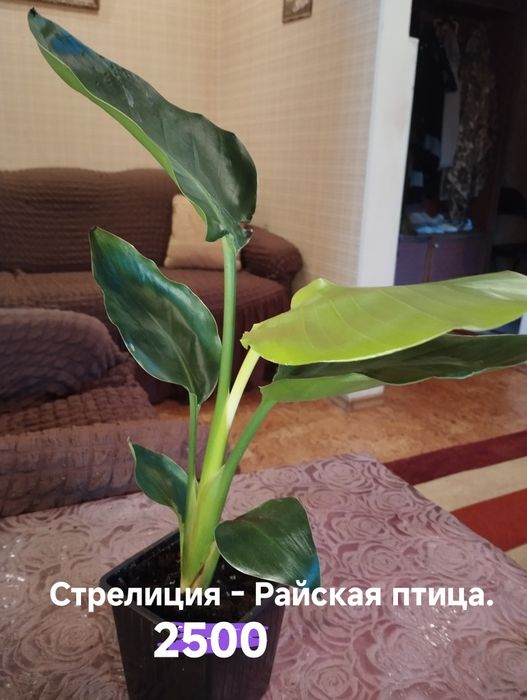 Продам Комнатные растения
