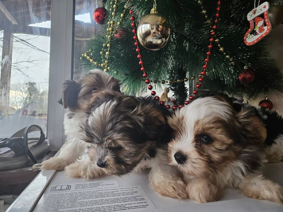 Мъжко Йорки бивър  супер подарък