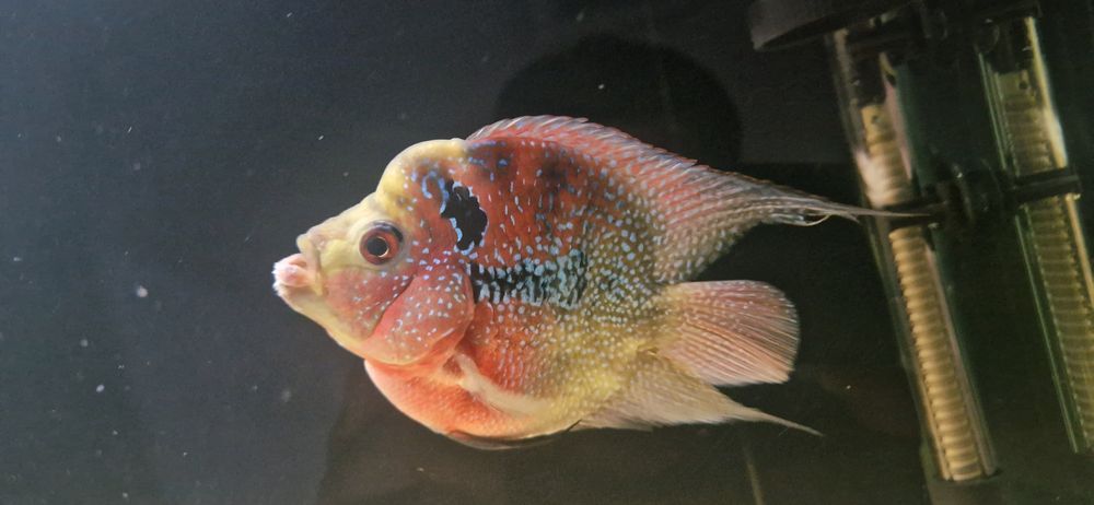 Попугай-Flowerhorn