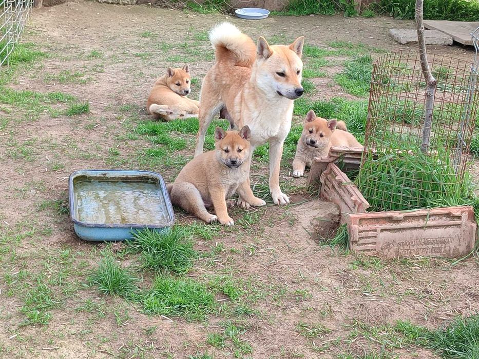 Шиба ину мъжки и  женски кученца