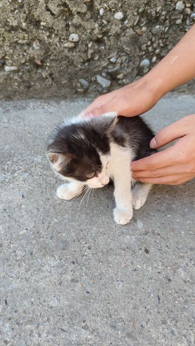 Отдадим котят в хорошие руки